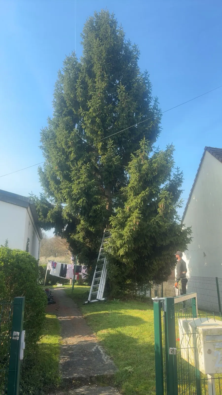 Grand conifère dans une allée, entre deux maisons