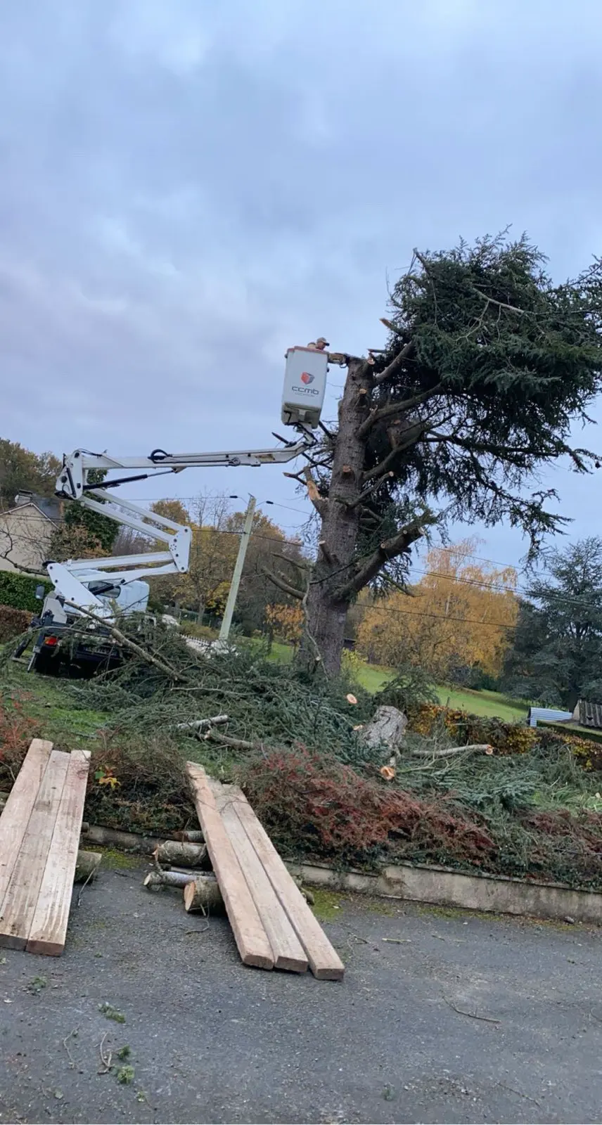 Démontage d'un grand conifère depuis une nacelle, les branches coupées au pied