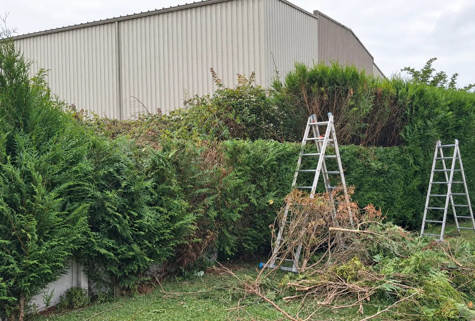 Grande haie de conifères en cours de taille, deux échelles et les branches coupées au pied
