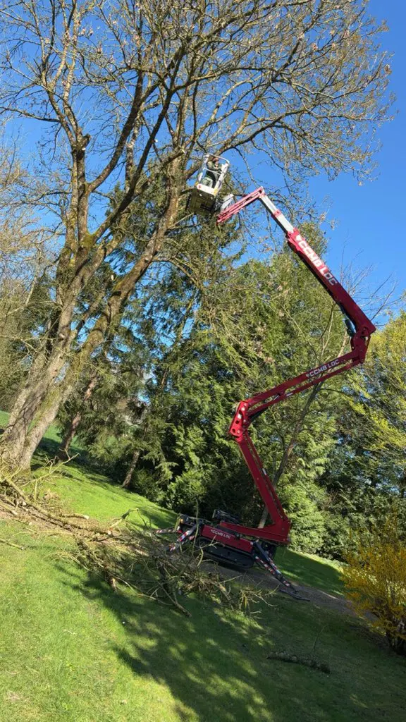 Nacelle déployée dans la cime d'un grand arbre, au printemps